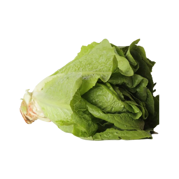 Kamakan lettuce romaine